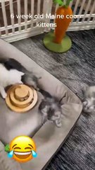 Maine Coon Kittens at 6 weeks old