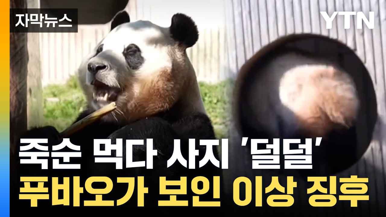 [자막뉴스] 중국 SNS 도배된 푸바오... 근황 영상에 '난리' / YTN