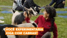 A ioga com cabras existe!