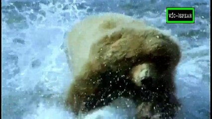 Testigo Ocular: El Oso - Documental (1997) Español Latino *Ricardo Lani - Episodio 27