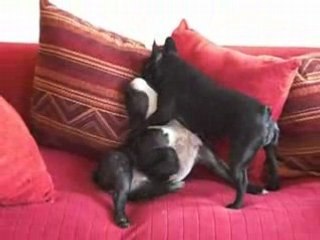 Les frangines en délire