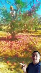 ,,,,,,,,,How much fruit with trees,,,,,,,,