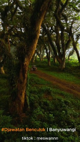 Djawatan Benculuk Wisata Banyuwangi, Keren Estetik Banget!!