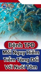 TPD trên tôm là gì? Sự thật về bệnh TPD khiến bà con “bật ngửa”