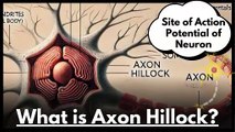 Axon Hillock Explained: Structure, Function, and Role in Action Potentials | Novice Medic
