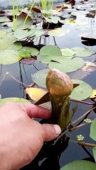 Chinese TikTok-DIY Magic: Create Something Amazing