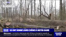 Notre-Dame: ils ont donné leurs chênes pour la restauration de la flèche et de la charpente