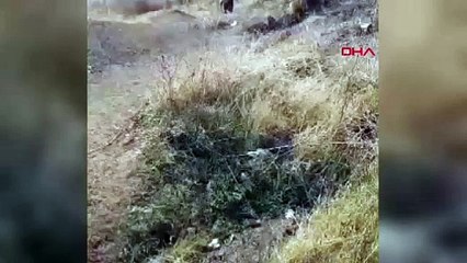 Tavuklarını yiyen tilki için nöbet tuttu: Yakalayıp besledi, köyden uğurladı
