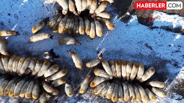 Malatya'da Küçükbaş Hayvan Yetiştiricileri Kış Şartlarında Mücadele Ediyor