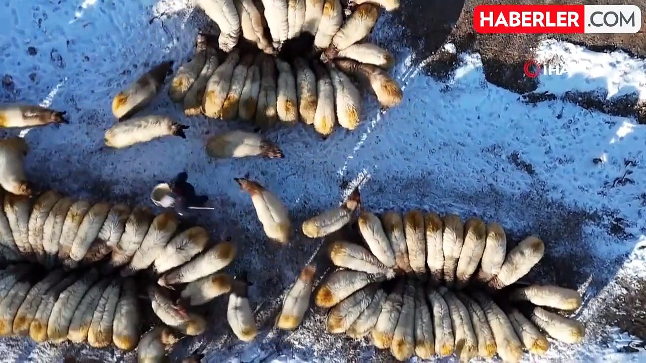 Malatya'da Küçükbaş Hayvan Yetiştiricileri Kış Şartlarında Mücadele Ediyor