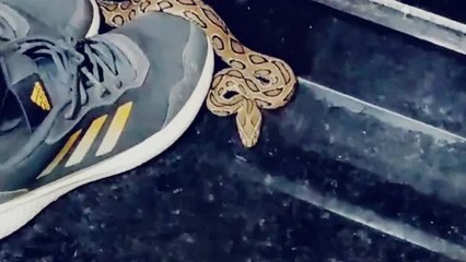 घर में सांप दिखाई देने से मचा हड़कंप, जूते के पास बैठे रसेल वाइपर को सर्पमित्र ने किया रेस्क्यू