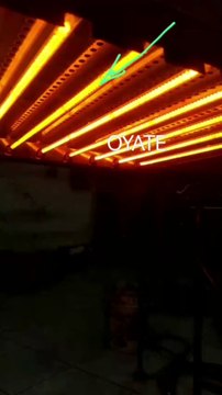 Client is testing OYATE R7S halogen heat lamps 500mm 220v 1500w infrared heat lamps