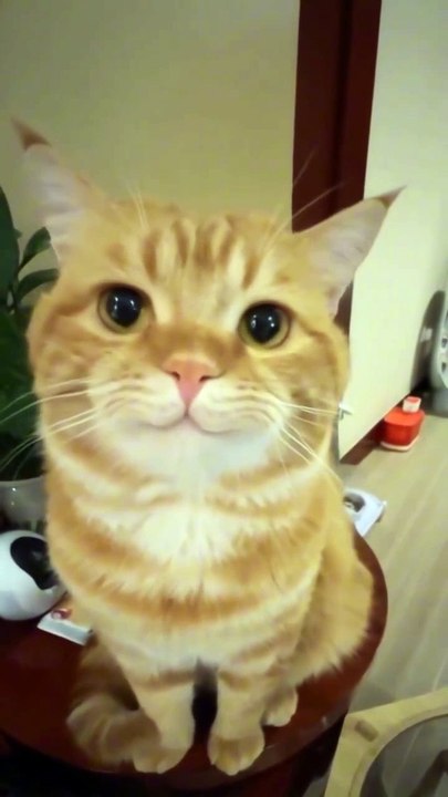 Smile 😺