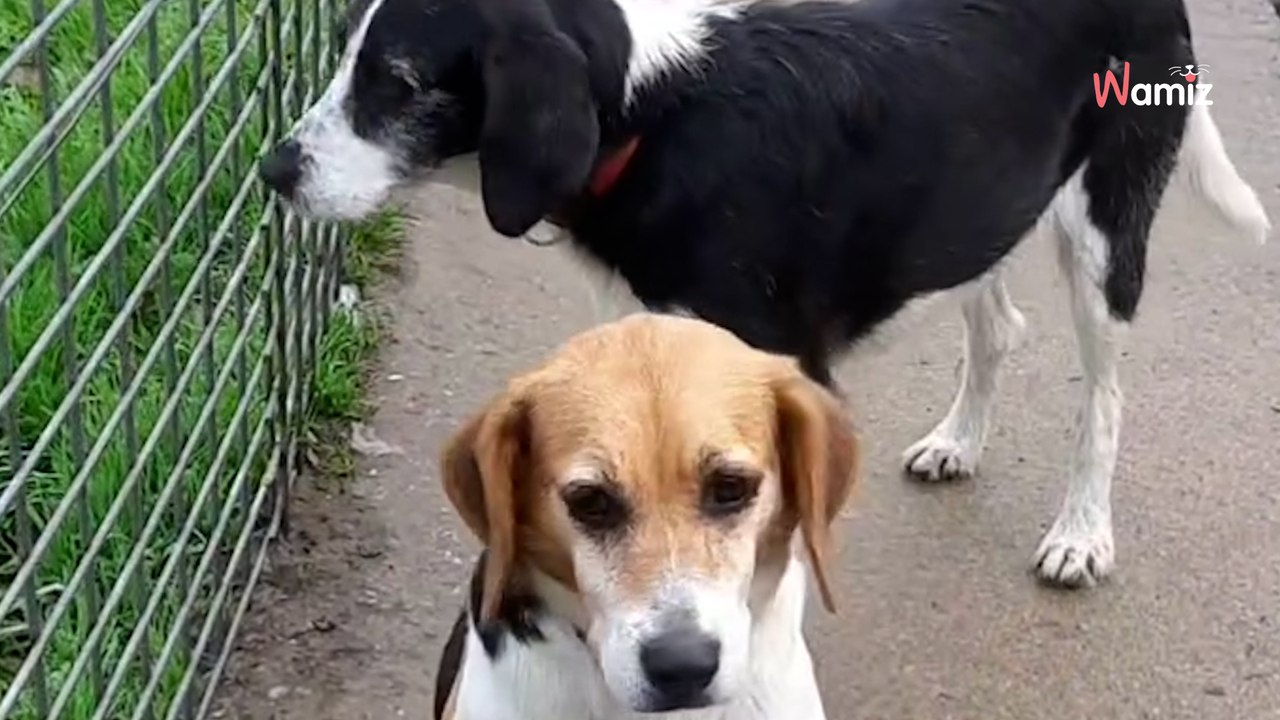 Après avoir vécu dans un hangar, ces deux chiennes inséparables espèrent trouver une famille ensemble