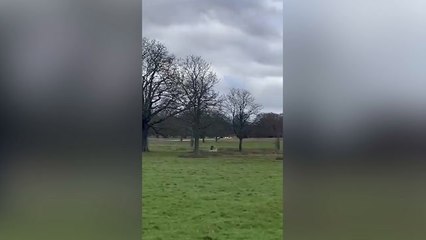 Royal Parks Police warns pet owners after dog chases deer