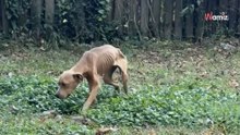 Ein Vermesser entdeckt beim Vermessen eines Hauses einen grauenhaften Fund im Garten.