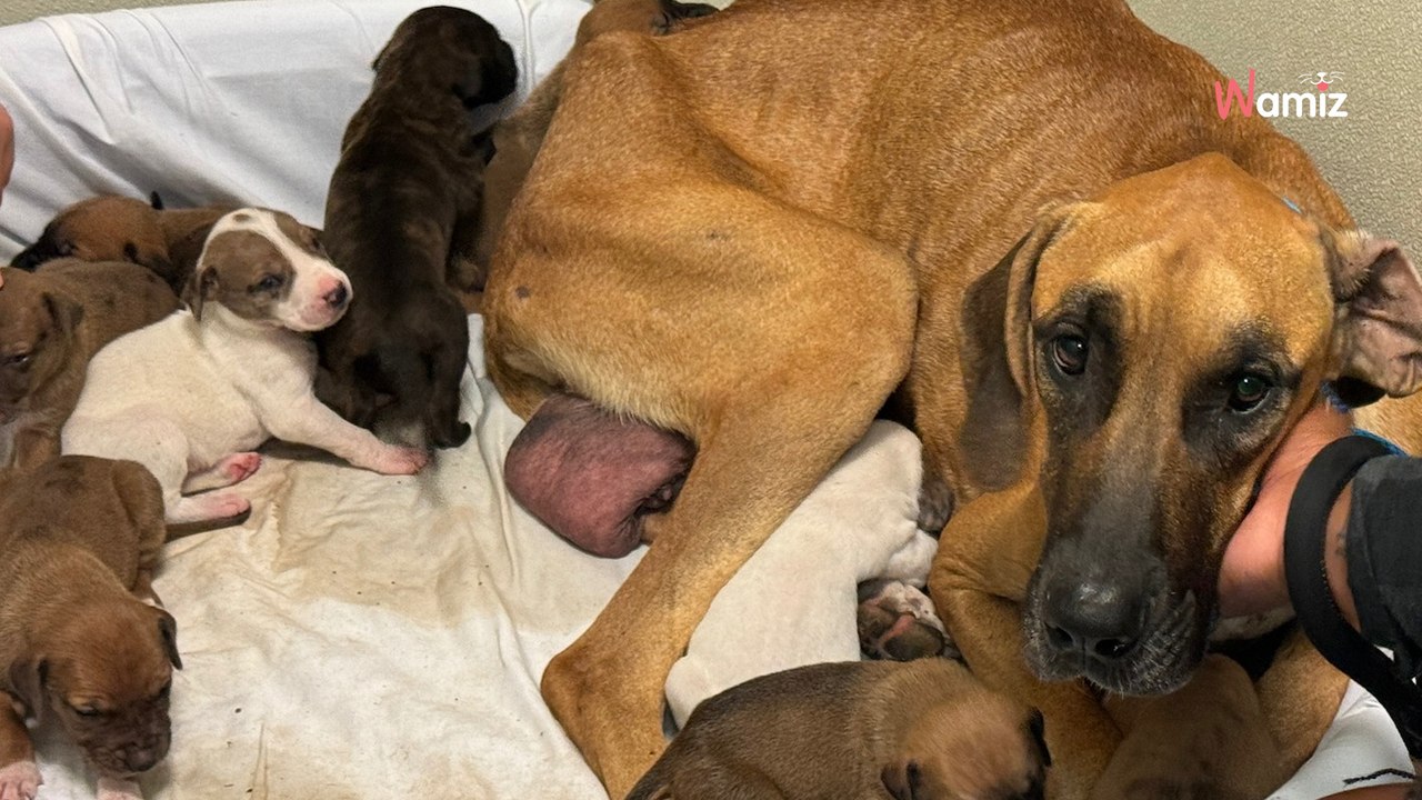 Mysteriöse Gestalten unter Baumstamm: Wanderung wird zum Albtraum