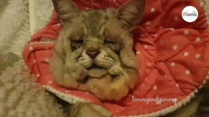 Ehlers-Danlos-Syndrom macht aus Katze Toby eine einzigartige Mieze