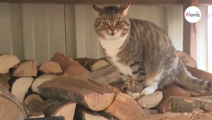 Katze gefunden: Als der Tierarzt die Wahrheit herausfindet, fällt eine Frau aus allen Wolken!