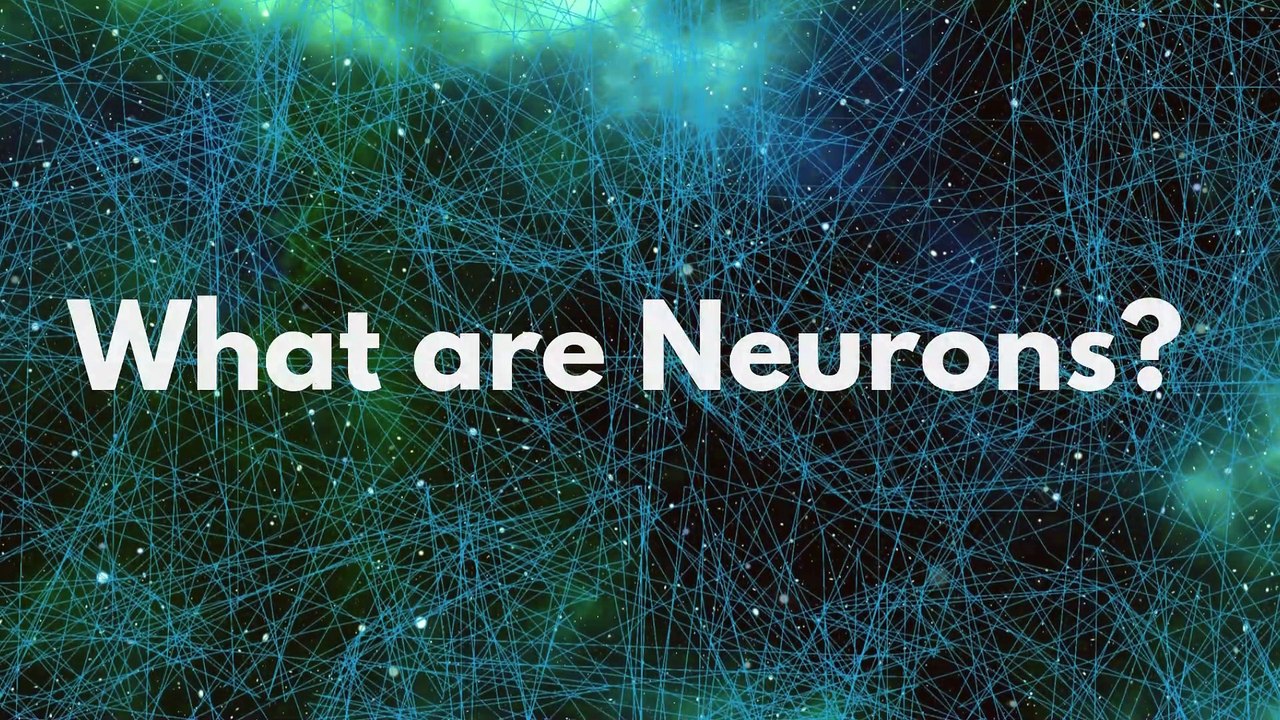 Types of Neurons by Structure: Unipolar, Bipolar, and Multipolar