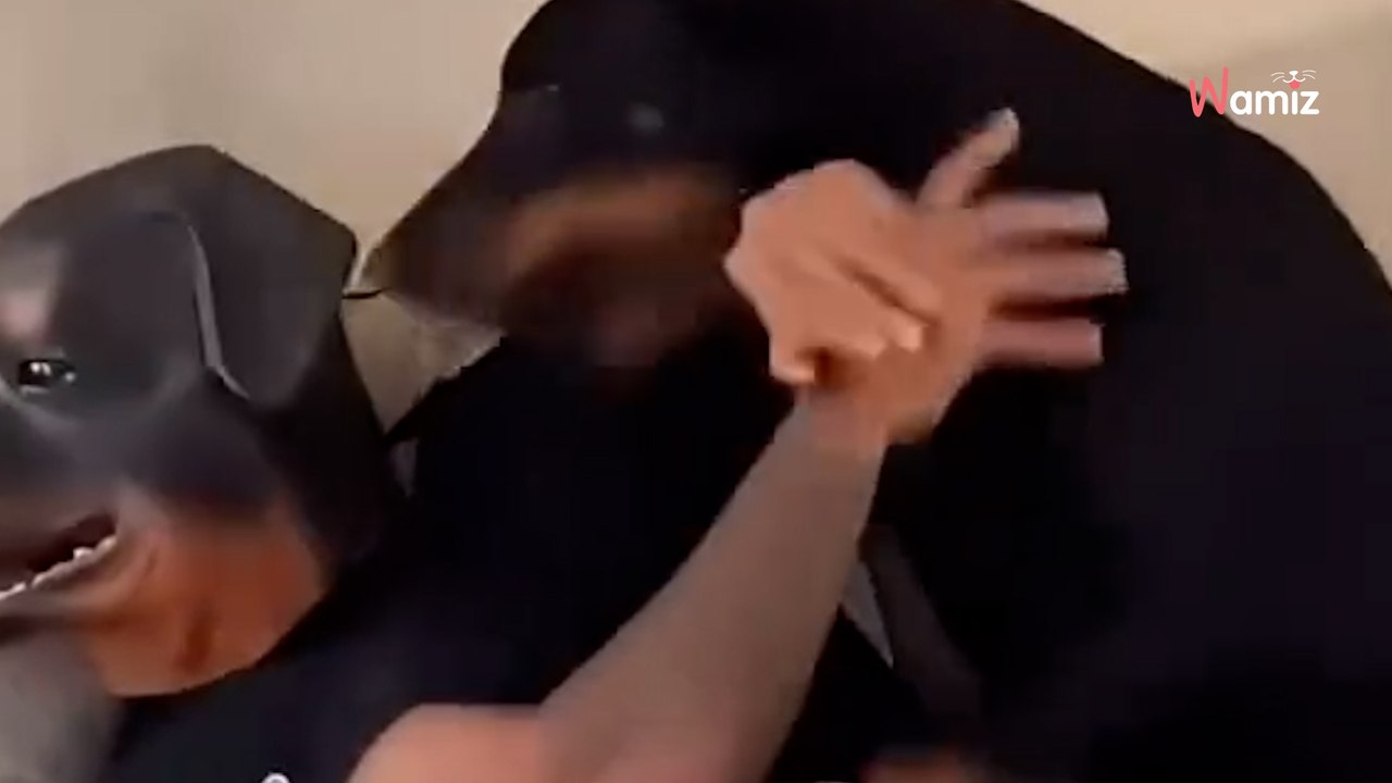 Herrchen zieht Rottweiler-Maske auf: Was sein Hund tut, sorgt für Lacher