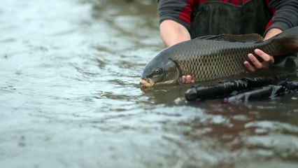 Comienza la temporada de pesca en el Nalón