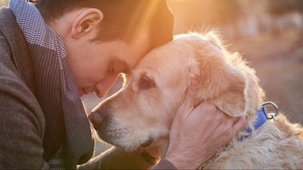 Por Qué Tener Un Perro Mejora Nuestras Vidas