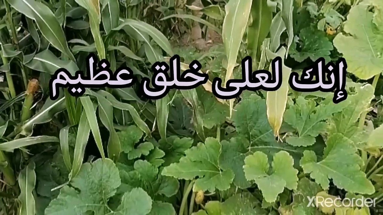 الصعب على الإنسان أن يكون على خلق نقي قلبك