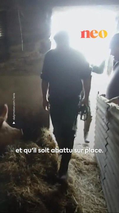 Connaissez-vous la tradition du tue-cochon ? Cette coutume familiale du Moyen-âge se perpétue encore aujourd’hui ! 🐖
