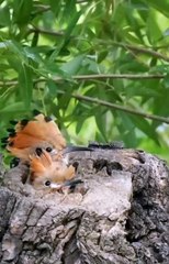 #islamicstatus #reels #foryou  #viralvideo #viral