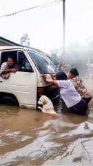 Perrito se viraliza por ayudar a empujar un motorizado tras inundaciones en Indonesia