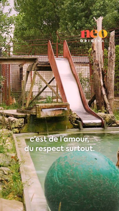« Les tigres, c’est toute ma vie. Sans mes fauves, je crois que je me laisse aller. »Brigitte, fondatrice de l’association Caresse de Tigre, a créé une maison de retraite dédiée aux fauves. Pour neo, elle a ouvert les portes de son univers. 🐅