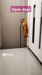 __cat open the door__ #cat  #love #shorts #opendoors @Star_14672