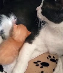 🐾 Dive into the delightful world of cats with our latest video, "Cats: The