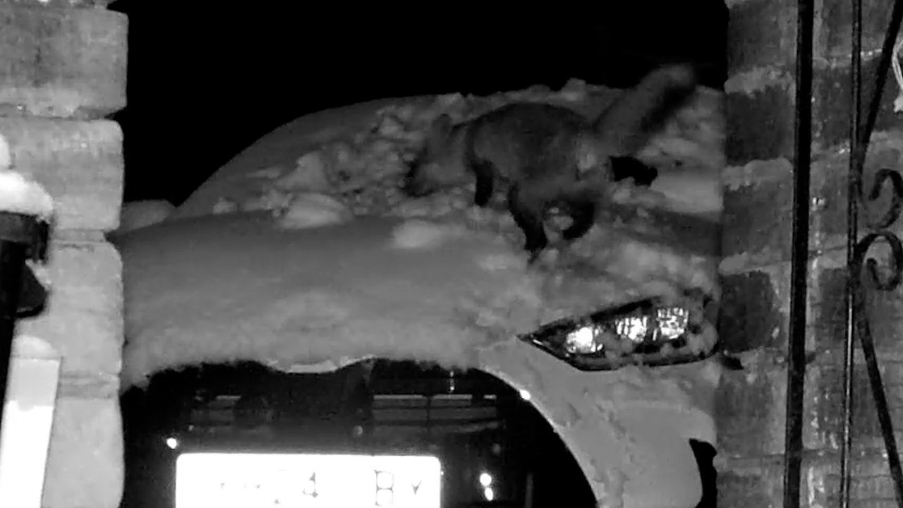 Fuchs beim Spielen im Schnee auf dem neuen Auto des Fotografen gefilmt