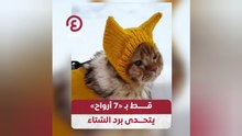 قط بـ «سبع أرواح» يتحدى برد الشتاء