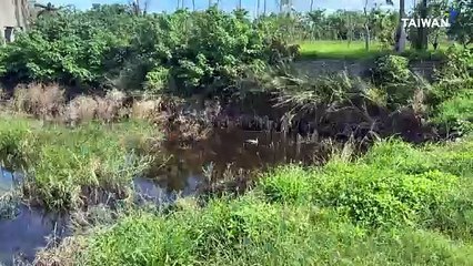 Migratory Tundra Bean Goose Makes Rare Appearance in Taitung