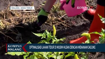 Lahan Tidur di Kota Malang Dioptimalisasi Demi Ketahanan Pangan