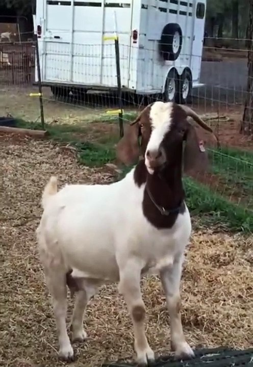 Funny video