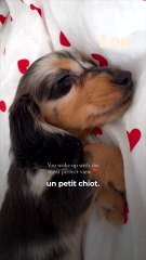À l’occasion du défilé ETAM, nous avions croisées Iris Mittenaere. L’occasion d’évoquer avec elle la relation particulière qui l’unit à Calypso, son petit teckel nain 🐶 On craque !