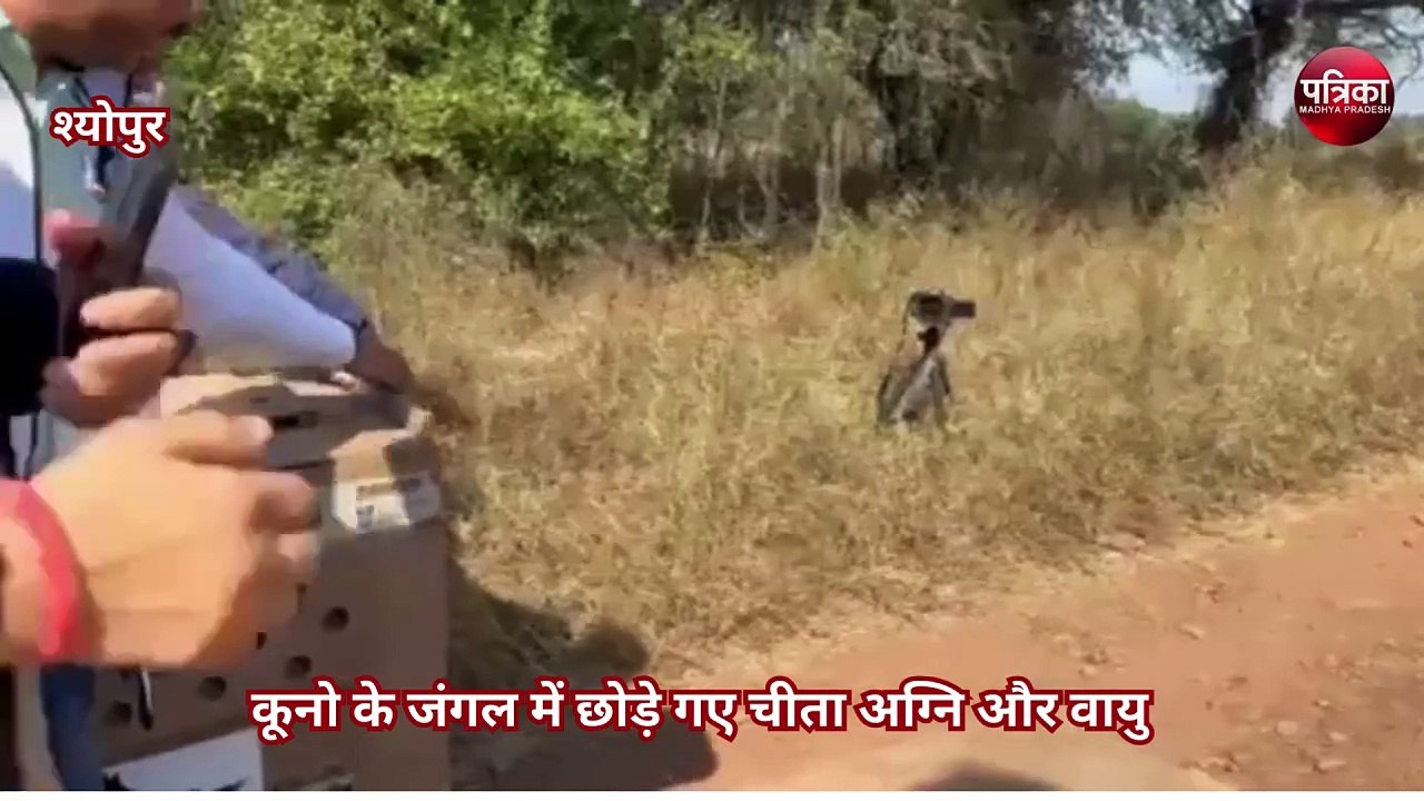 कूनो के जंगल में छोड़े गए चीता अग्नि और वायु
