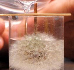 Seeds of beauty! Elegant epoxy jewelry with dandelion details!