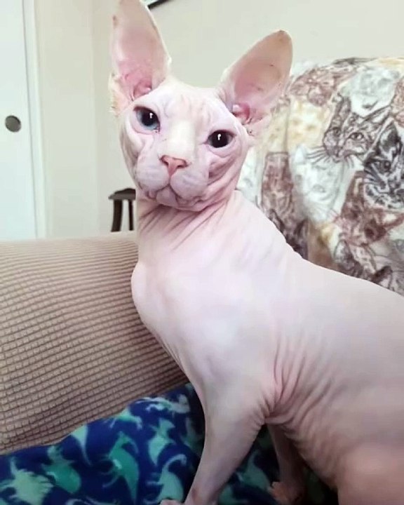 🐱 Welcome to the ultimate feline adventure! In this purr-fect video, we ex