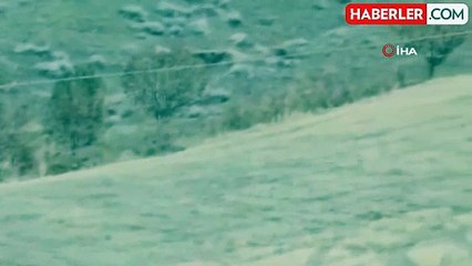 Elazığ'da Domuz Sürüsü Görüldü