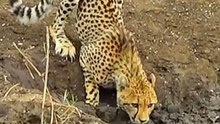 Crocodile attack epic slow-motion - Cheetah vs Crocodile