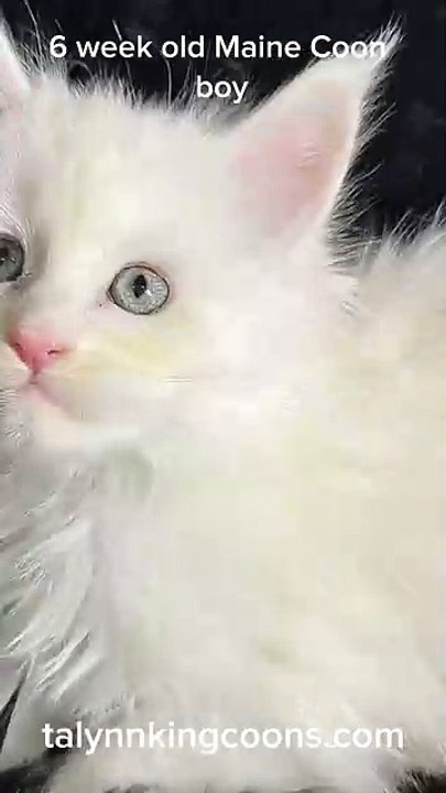 Stunning Cream Chinchilla Maine Coon boy, 6 weeks old