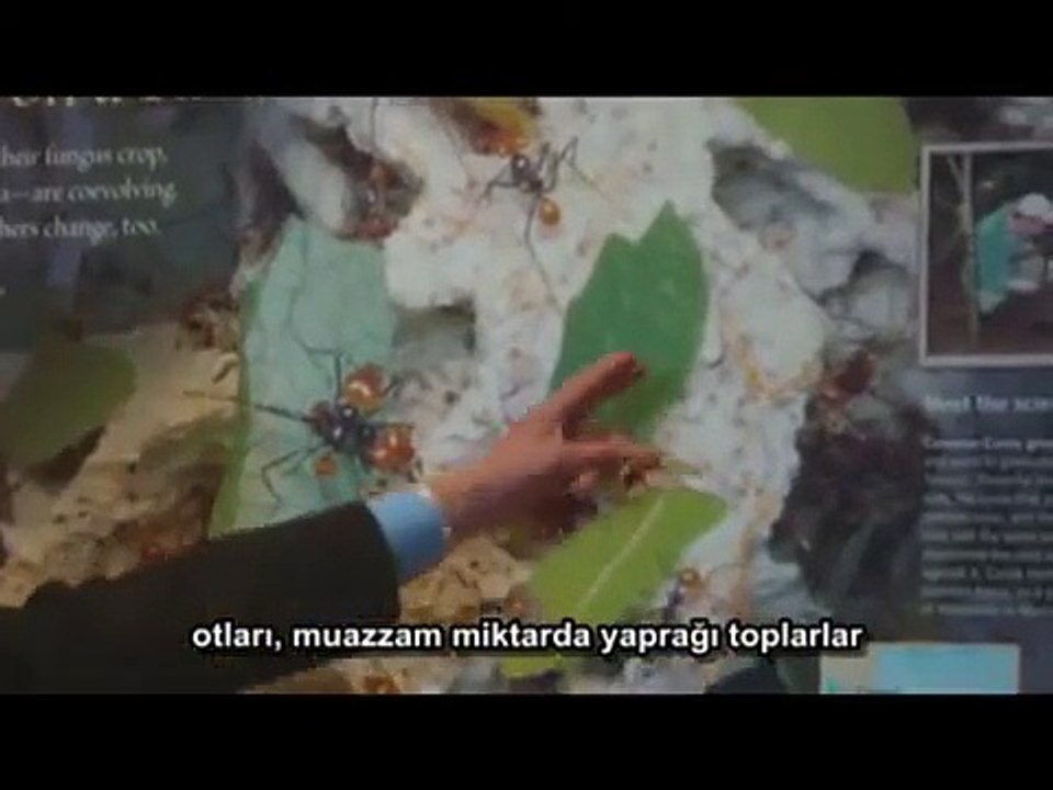 Dawkins_ Ekip Biçen, Gübreleyen ve Zararlı Ayıklayan Karıncalar
