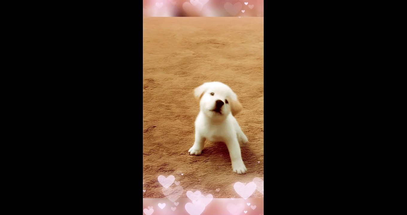 Cute Puppy