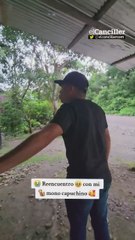 Piel de gallina: un mono capuchino se reencuentra con un tiktoker que le salvó la vida