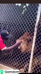 Man learns the hard way to not taunt a lion